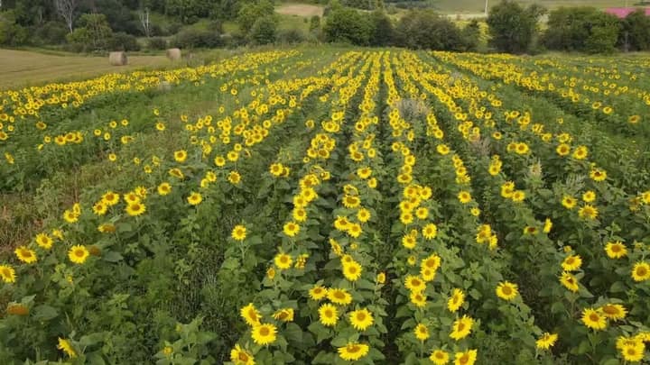 François Lambert troque le costard pour les tournesols (et on est ici pour ça)