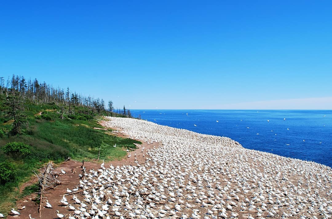 Le parc national de l'Île-Bonaventure-et-du-Rocher-Percé, ton rendez-vous avec les fous de Bassan