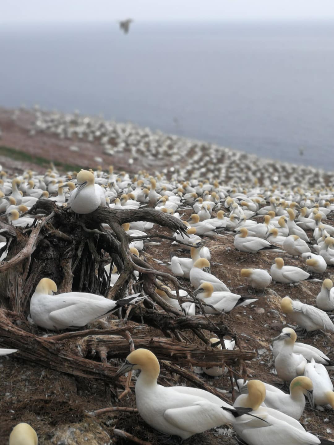 Le parc national de l'Île-Bonaventure-et-du-Rocher-Percé, royaume des fous de Bassan