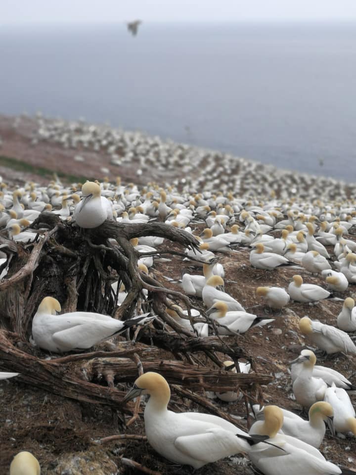 Le parc national de l'Île-Bonaventure-et-du-Rocher-Percé, royaume des fous de Bassan